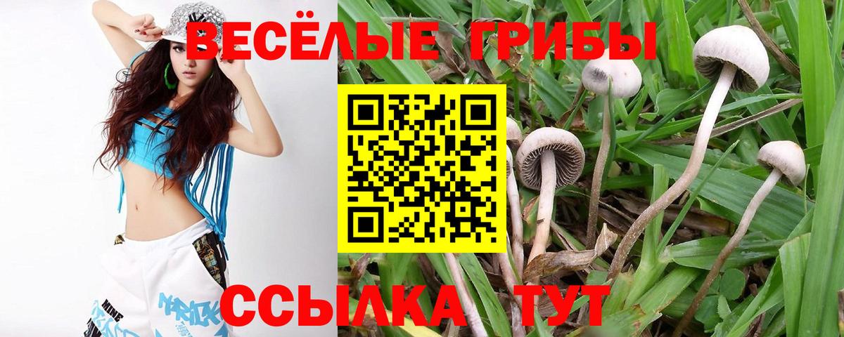 Псилоцибиновые грибы Psilocybe Рославль